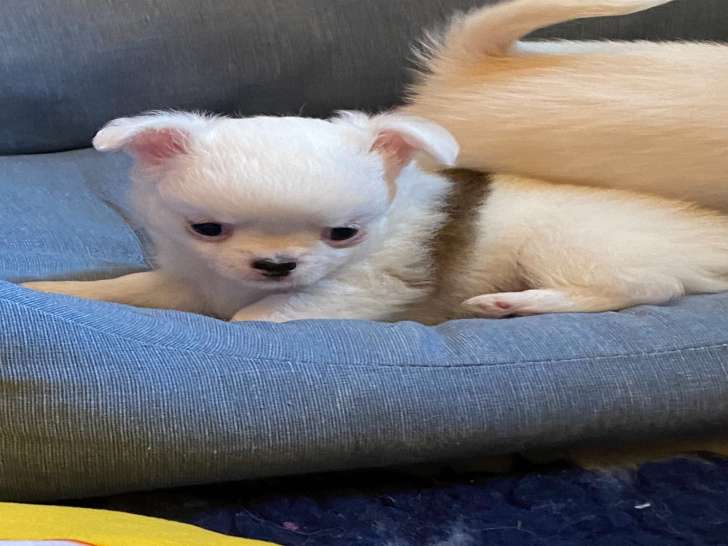 Chiots Chihuahuas à poils longs LOF  à vendre