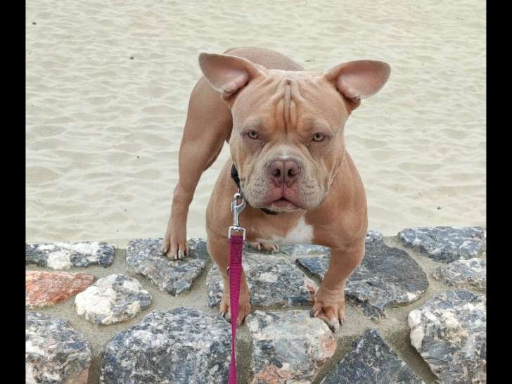 American Bully pocket pour saillie