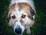 Mâle adulte d'apparence Montagne des Pyrénées robe bicolore 3 ans à adopter