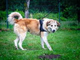 Mâle adulte d'apparence Montagne des Pyrénées robe bicolore 3 ans à adopter
