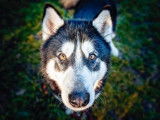 Mâle adulte croisé de type Husky Sibérien robe tricolore 6 ans à adopter