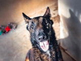 M&acirc;le adulte de type Berger Belge Malinois 2 ans robe fauve &agrave; adopter