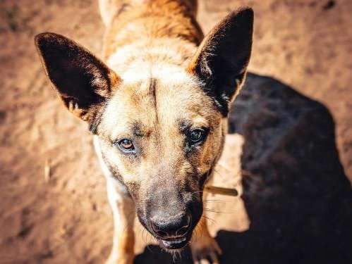 Jeune mâle croisé de type Berger Belge Malinois robe fauve 1 an cherche foyer