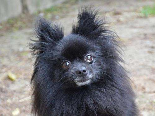 Femelle adulte d'apparence spitz robe noire 4 ans 1/2 à adopter