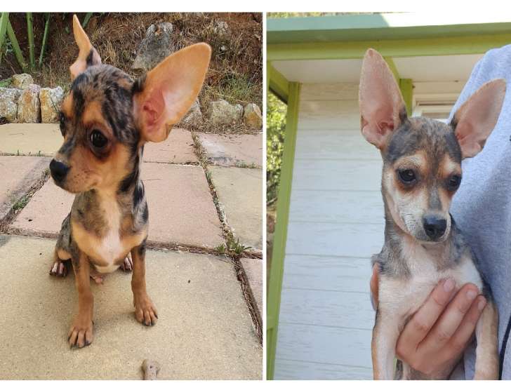 Chiots de type Chihuahua à vendre (2 mâles)