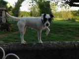 Femelle Parson Russel Terrier, LOF, robe noire panachée blanc, disponible dès maintenant
