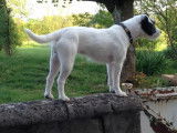 Femelle Parson Russel Terrier, LOF, robe noire panachée blanc, disponible dès maintenant
