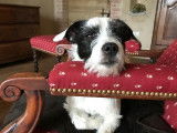 Femelle Parson Russel Terrier, LOF, robe noire panachée blanc, disponible dès maintenant
