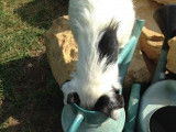 Femelle Parson Russel Terrier, LOF, robe noire panachée blanc, disponible dès maintenant