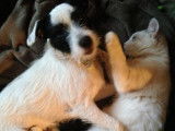Femelle Parson Russel Terrier, LOF, robe noire panachée blanc, disponible dès maintenant