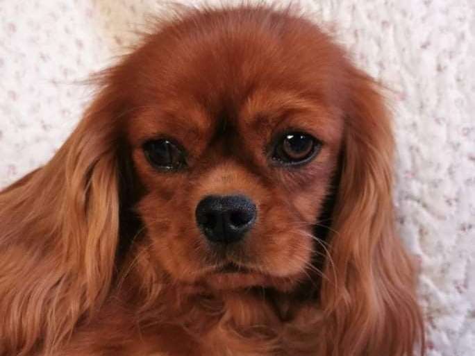 Femelle Cavalier King Charles Spaniel, LOF, robe ruby, disponible pour compagnie