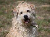 Mâle adulte croisé griffon robe blanche 3 ans cherche famille