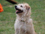 Mâle adulte croisé griffon robe blanche 3 ans cherche famille