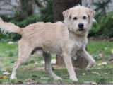 Mâle adulte croisé griffon robe blanche 3 ans cherche famille