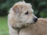 Mâle adulte croisé griffon robe blanche 3 ans cherche famille