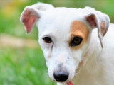 Mâle adulte de type Jack Russel robe blanche 4 ans à adopter