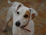 Mâle adulte de type Jack Russel robe blanche 4 ans à adopter