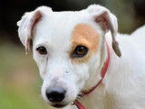 Mâle adulte de type Jack Russel robe blanche 4 ans à adopter
