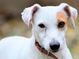 Mâle adulte de type Jack Russel robe blanche 4 ans à adopter