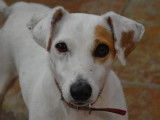 Mâle adulte de type Jack Russel robe blanche 4 ans à adopter