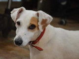 Mâle adulte de type Jack Russel robe blanche 4 ans à adopter