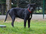 Jeune mâle croisé de type dogue robe noire 1 an 1/2 à adopter