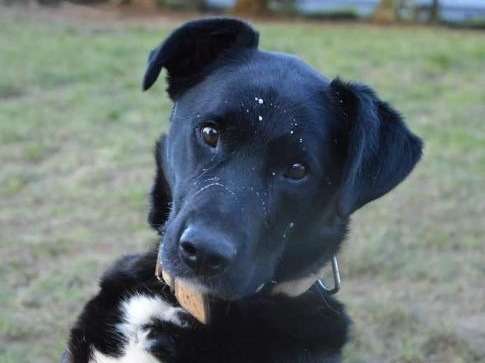 Mâle adulte croisé Labrador Retriever 8 ans robe noire à adopter