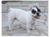 Affectueuse femelle Bouledogue Français LOF à vendre