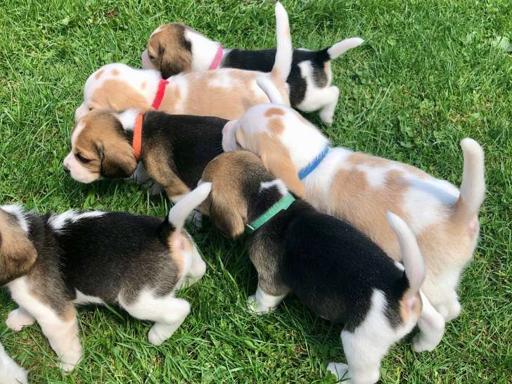 portée chiots beagle