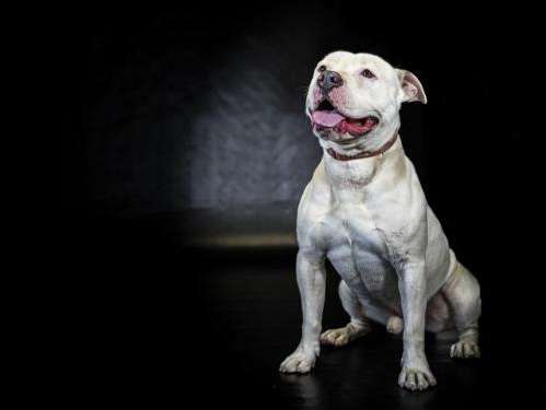 Mâle adulte de type Staffordshire Bull Terrier robe blanche 4 ans à adopter