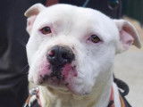 Mâle adulte de type Staffordshire Bull Terrier robe blanche 4 ans à adopter