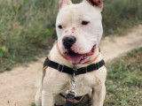 Mâle adulte de type Staffordshire Bull Terrier robe blanche 4 ans à adopter