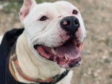 Mâle adulte de type Staffordshire Bull Terrier robe blanche 4 ans à adopter