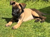 De type Berger Belge Malinois disponible pour saillie