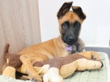 De type Berger Belge Malinois disponible pour saillie