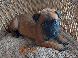 De type Berger Belge Malinois disponible pour saillie