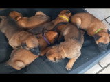 De type Berger Belge Malinois disponible pour saillie