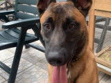 De type Berger Belge Malinois disponible pour saillie