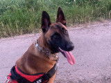 De type Berger Belge Malinois disponible pour saillie