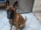 De type Berger Belge Malinois disponible pour saillie