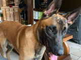 De type Berger Belge Malinois disponible pour saillie