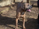 M&acirc;le adulte de type Cane Corso robe chocolat 3 ans recherche famille