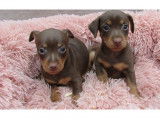2 bébés Pinschers Nains chocolat et tan à vendre