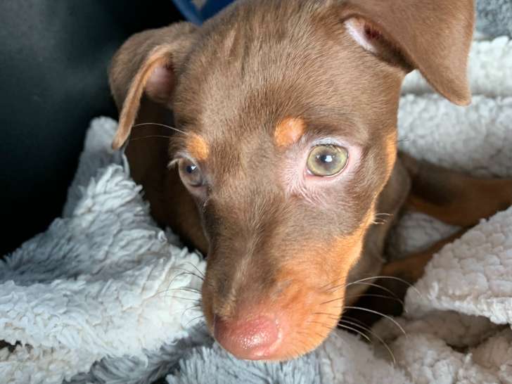 2 bébés Pinschers Nains chocolat et tan à vendre