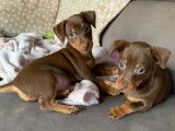2 bébés Pinschers Nains chocolat et tan à vendre