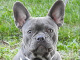 Bouledogue Français exotique pour saillie