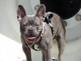 Bouledogue Français exotique pour saillie