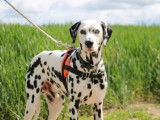 Mâle adulte de type Dalmatien robe bicolore 6 ans cherche famille