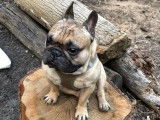 De race Bouledogue Fran&ccedil;ais disponible pour saillie