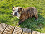 De race Bouledogue Anglais disponible pour saillie